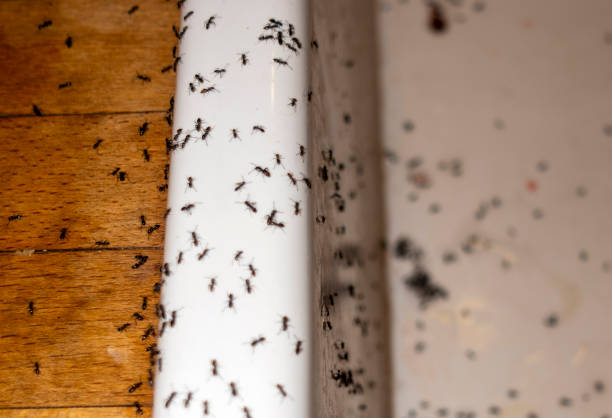 Reliable Druid Hills, GA Pest Control Solutions