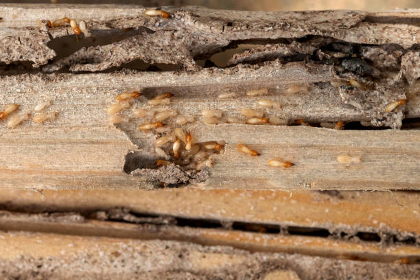 Wildlife Control Services in Druid Hills, GA